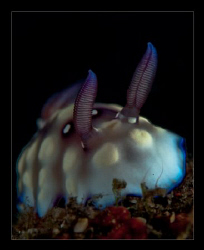 Chromodoris hintantuensis by Charles Wright 